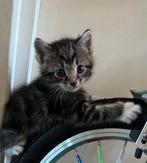 2 kittens mix europeeskorthaar/langhaar, Dieren en Toebehoren, Katten en Kittens | Raskatten | Langhaar, Poes, Ontwormd, 0 tot 2 jaar