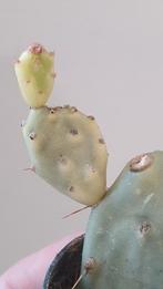 Opuntia Jamaica Crazy White

Zeldzaam cactus, Ophalen of Verzenden, Minder dan 100 cm, In pot, Cactus