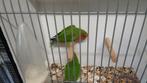 Agapornis rosecolie, Dieren en Toebehoren, Vogels | Parkieten en Papegaaien, Geslacht onbekend, Dwergpapegaai of Agapornis