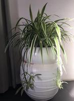 Grote terracotta bloempot wit 35cm met 3D ornamenten, 25 tot 40 cm, Gebruikt, Rond, Binnen