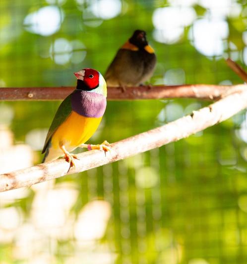Gouldamadine Roodkop koudkweek man, Dieren en Toebehoren, Vogels | Overige Vogels, Tropenvogel, Mannelijk