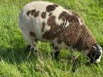 Bonte dekram., Dieren en Toebehoren, Schapen, Geiten en Varkens, Mannelijk, Schaap