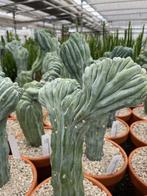Cactus Myrtillocactus Geometrizans Cristaat in de 19cm pot, Ophalen of Verzenden, Minder dan 100 cm, Bloeiende kamerplant, Volle zon