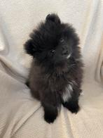 Een prachtige pomeriaan/dwergkees pup💙reu)., Keeshond, 8 tot 15 weken, Parvo, Meerdere