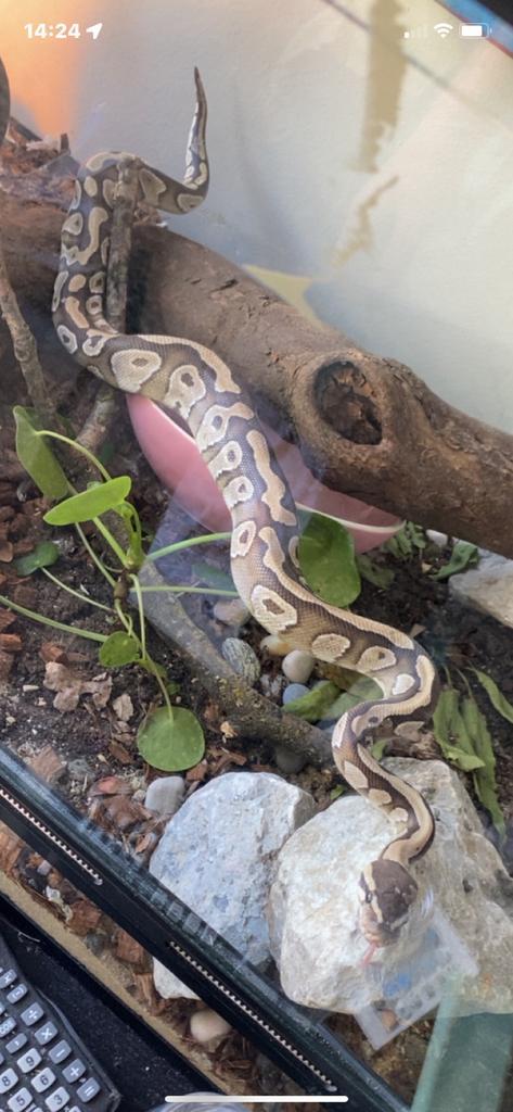 Terrarium met koningspython (man), Dieren en Toebehoren, Reptielen en Amfibieën, Slang, 0 tot 2 jaar