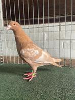 Kleurpostduif, Dieren en Toebehoren, Vogels | Duiven, Mannelijk, Postduif