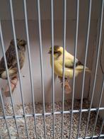 Mooi koppel gloster kanaries, Dieren en Toebehoren, Meerdere dieren, Kleurkanarie