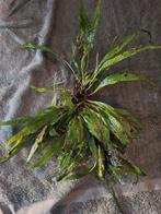 Aquariumplanten Java varen., Dieren en Toebehoren, Ophalen of Verzenden, Plant(en), Steen of Hout