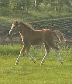 Prachtig mooi Welsh veulen schimmel - Hengst, Dieren en Toebehoren, Pony's, 0 tot 2 jaar, Hengst, A pony (tot 1.17m), Onbeleerd