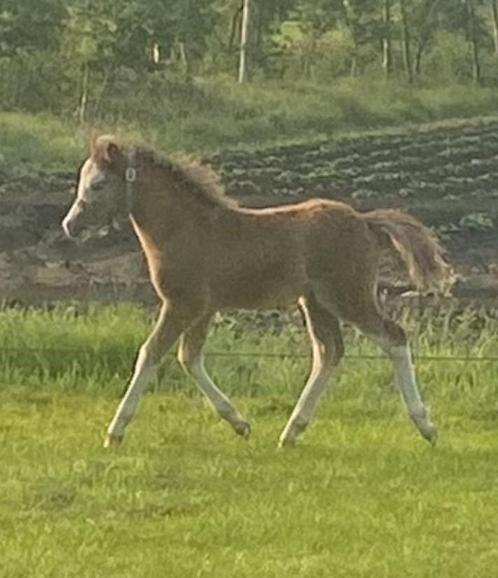 Prachtig mooi Welsh veulen schimmel - Hengst, Dieren en Toebehoren, Pony's, Hengst, Onbeleerd, A pony (tot 1.17m), Recreatiepony