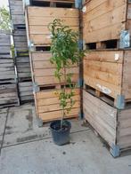 Pruimenbomen, Ophalen, In pot, Lente