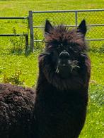Alpaca merrie zwart, Dieren en Toebehoren, Overige Dieren, September, Vrouwelijk