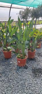 Strelitzia reginae paradijsvogelbloem, Tuin en Terras, Planten | Tuinplanten, Ophalen, Zomer, Overige soorten, Volle zon