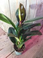 Ficus kamerplant, Huis en Inrichting, Ophalen, Ficus, Halfschaduw, Minder dan 100 cm