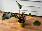 Philodendron Birkin, Huis en Inrichting, Kamerplanten, Overige soorten, Minder dan 100 cm, Halfschaduw, Ophalen