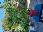 Biologisch opgekweekte trompetplant..tklimmer, Ophalen, Volle zon, Overige soorten