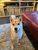 Shiba Inu te koop, België, Particulier, Rabiës (hondsdolheid), 15 weken tot 1 jaar