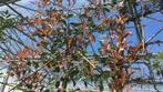 leibomen Dakboom Linde Laurier Plataan Amber Moerbei Photini, Tuin en Terras, Haag, Beukenhaag, Ophalen