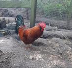 Twee hanen op zoek naar kippetjes, Dieren en Toebehoren, Mannelijk, Kip