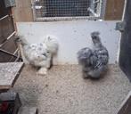 Zijderhoentjes, Dieren en Toebehoren, Pluimvee, Mannelijk, Kip