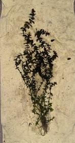 Grote Aquarium planten, Ophalen