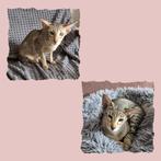 Oosterse korthaar 2 poesen/zusjes, Poes, Gechipt, 0 tot 2 jaar