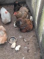Broedeieren van cochin kriel kippen, Dieren en Toebehoren, Pluimvee, Geslacht onbekend, Kip