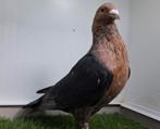Koppel kleurpostduiven Gimpel pale 2024 postduif duif, Meerdere dieren, Postduif