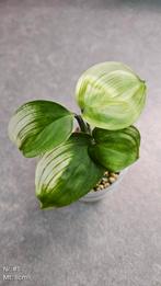 Scindapsus White Monster - Div. Maten, Ophalen of Verzenden, Overige soorten, Minder dan 100 cm