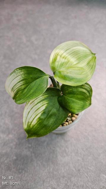 Scindapsus White Monster - Div. Maten beschikbaar voor biedingen