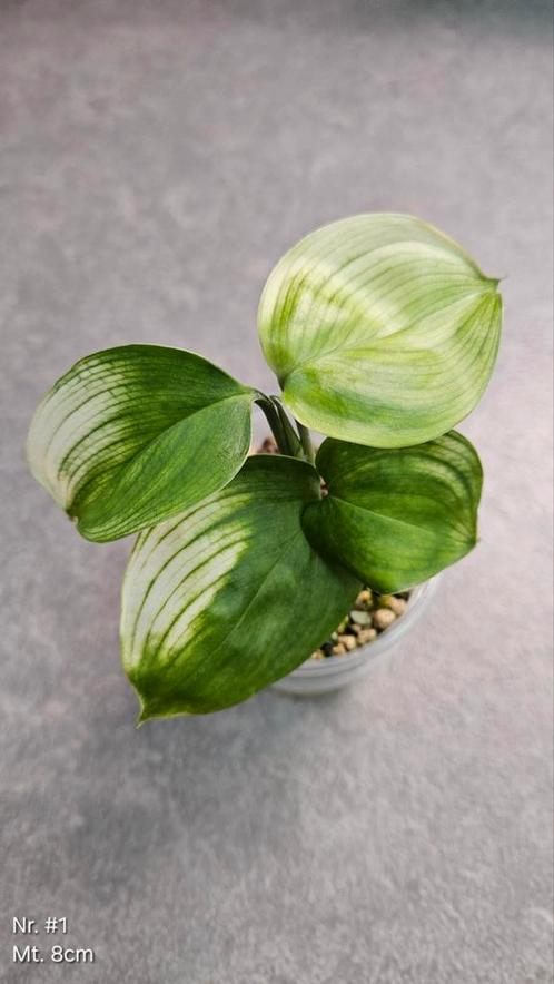 Scindapsus White Monster - Div. Maten, Huis en Inrichting, Kamerplanten, Overige soorten, Minder dan 100 cm, Ophalen of Verzenden