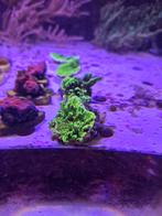 Montipora neon Spongodes koraal frags, Ophalen, ., Overige typen, Nieuw