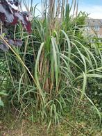 Olifantengras - siergras - bamboe - vaste plant - tuinplant, Tuin en Terras, Planten | Tuinplanten, Ophalen, Siergrassen