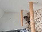Charcaol zebravink man, Dieren en Toebehoren, Vogels | Overige Vogels, Mannelijk
