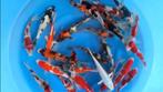 Aantallen Japanse Koi goedkoop te bestellen. Incl. Import!, Karper of Koi