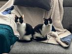 2 kittens 3 maanden oud ( vrouwtjes )  europese korthaar, Dieren en Toebehoren, Katten en Kittens | Overige Katten, Poes