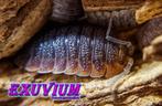 Porcellio sp. Orange Skirt (Portugal) isopod / pissebed, Overige soorten