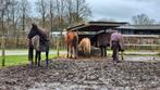 Pony weide eenderde hectare in woonwijk Wenum-Wiesel