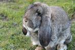 Franse hangoor konijn, Dieren en Toebehoren, Konijnen, Meerdere dieren, Groot, Hangoor, 0 tot 2 jaar