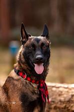 Mechelse herder te koop, Dieren en Toebehoren, Honden | Herdershonden en Veedrijvers, Reu, Eén hond, 3 tot 5 jaar, Herder