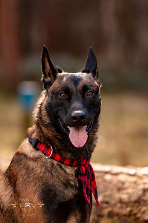 Mechelse herder te koop, Dieren en Toebehoren, Honden | Herdershonden en Veedrijvers, Reu, Herder, Particulier, Eén hond, Nederland