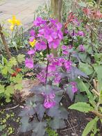 Judaspenning rood/bont blad, Volle zon, Tweejarig, Lente, Ophalen