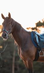 Knappe 7 jarige ruin, Dieren en Toebehoren, Paarden, 175 cm of meer, Ruin, Niet van toepassing, Dressuurpaard