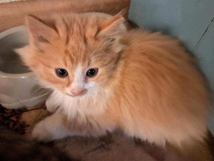 3 langharige en drie kortharige kittens te koop, Dieren en Toebehoren, Katten en Kittens | Raskatten | Langhaar, Meerdere dieren