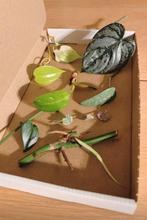 Stekjesbox, Ophalen, Halfschaduw, Minder dan 100 cm