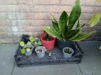 Diverse stekjes chinese lantaarnplantje, sanseveria, Huis en Inrichting, Ophalen, Overige soorten, Halfschaduw, In pot