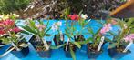 Oleander Planten uit eigen kwekerij., Tuin en Terras, Planten | Bomen, Ophalen of Verzenden, Overige soorten, Minder dan 100 cm