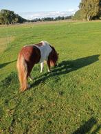 Te koop twee  grote maat stamboek nsps shetlanders, Dieren en Toebehoren, A pony (tot 1.17m), 3 tot 6 jaar, Onbeleerd, Meerdere dieren