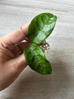 Hoya Villosa stek, Ophalen of Verzenden, Halfschaduw, Minder dan 100 cm
