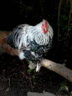 Cochin kriel haantje, Dieren en Toebehoren, Pluimvee, Mannelijk, Kip